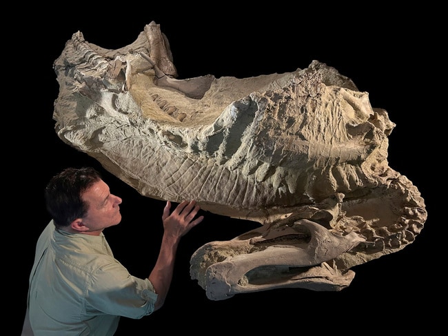 恐竜の「ミイラ」からひづめの存在が明らかに | 記事 | 新潮社