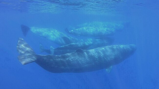 マッコウクジラのトローリングヘッド マッコウクジラのトローリングヘッド - ルアー・フライ